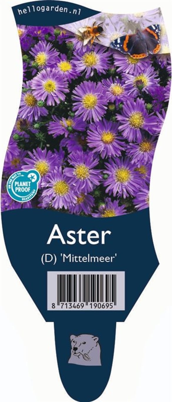Aster (D) 'Mittelmeer' - P11